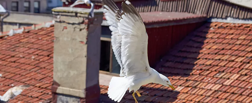 Residential Chimney Animal Removal Solution in North Bethesda, MD